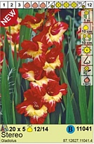 Гладиолус Стерео 12/14 5шт*