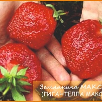 Земляника Максим Гигантелла (ОКС) 5шт/кор
