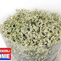 Лимониум White Neto 25 шт