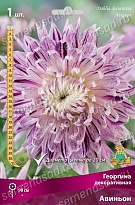 Георгина декоративная Авиньон 1шт