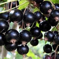 Смородина Канахама (ОКС) 1шт