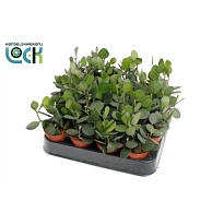 Ксеросициос дангви d6 h10 20шт