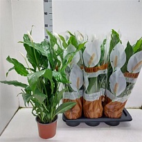 Спатифиллум d13 h60 8шт