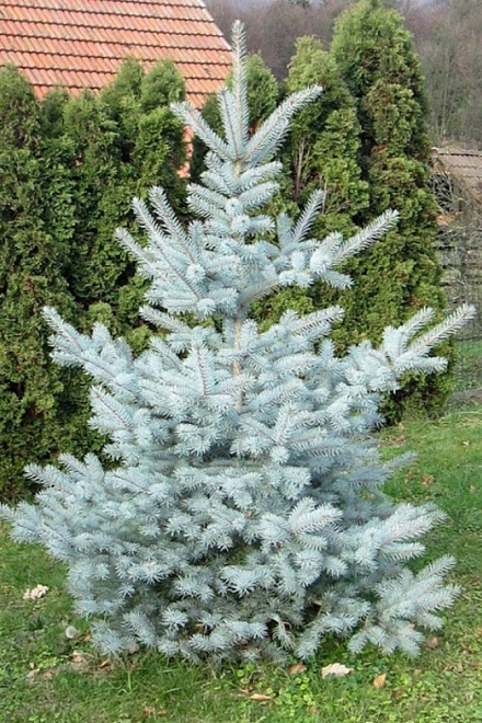 Ель (Picea) колючая Эдит 5л h40-50 1шт
