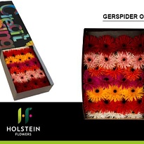 Гербера Gerspider mix 30шт