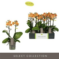 Орхидея Фален. Эксклюзив Джуно 2 ст d12 h45 6шт