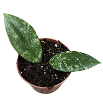 Хойя Вителлина d10 h10 1шт