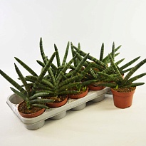 Сансевиерия цилиндр. d12 h45 6шт