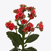 Каланхое Pretty Red Meadow 5шт