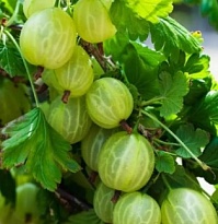 Крыжовник Зеленый дождь/Цв.Кор