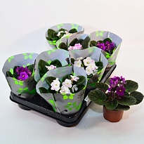 Сенполия Биколор микс d9 h15 10шт