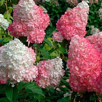 Гортензия (Hydrangea) метельчатая Ванилла Фрейз d12 h20-30 8шт