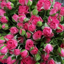 Роза кустовая Lovely Lydia дл.70 10шт