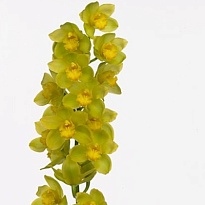 Орхидея Cymbidium Golden Wish дл.80 *6 1шт
