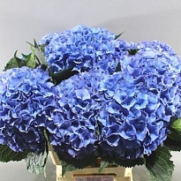 Гортензия Royal Parade дл.50 d20-22 1шт