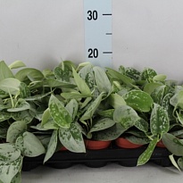 Сциндапсус Сильвери Энн d8 h15 12шт