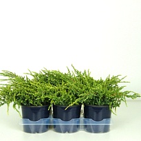 Можжевельник (Juniperus) чешуйчатый Холгер (KV) d13 h20-25 8шт
