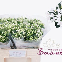 Бовардия Sparkles 10шт