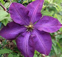 Клематис (Clematis) Жакмана d9 h30 12шт