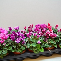 Цикламен Супер Фуджи Магента d10 h20 8шт