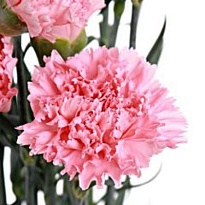 Гвоздика True Love 20шт