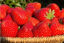 Земляника Магнус (ОКС) 5шт/кор