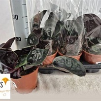 Геогенантус миднайт перл d12 h25 6шт