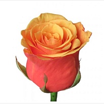 Роза Эспана одноголовая (МЦ) дл.60 20шт/уп