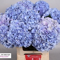 Гортензия Royal Pride дл.60 d20-22 1шт