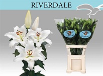 Лилия or. Riverdale 4+ дл.95 10шт