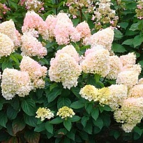 Гортензия (Hydrangea) метельчатая Мэджикал Свит Саммер d9 h15-25 18шт