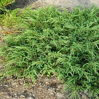 Можжевельник (Juniperus) обыкн. Репанда 3л h30 1шт