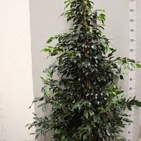 Фикус Даниель d27 h200 1шт