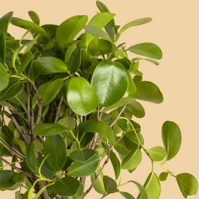 Фикус Мокламе 3Д d24 h95 1шт