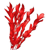 Рускус сухоцвет, h50-60см, 5шт, красный