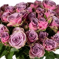 Роза куст. садовая Groove Purple Sky дл.50 10шт