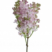 Сирень Lavaliensis 10шт