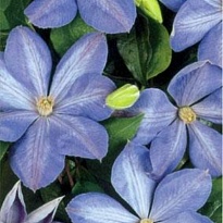 Клематис (Clematis) Миссис Чолмондели 3л h80-100 1шт