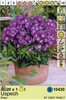 Флокс Успех 1шт*