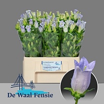 Кампанула Medium Champion Lavander 10шт