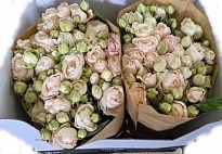 Роза кустовая Silva Sweet дл.60 10шт