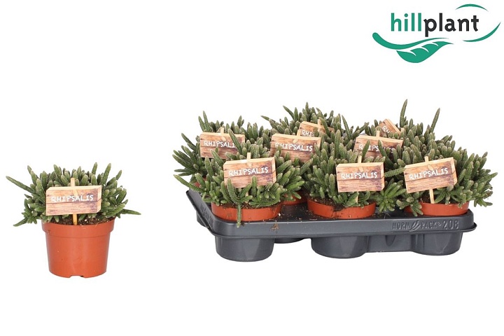 Рипсалис Харрида d10 h15 8шт