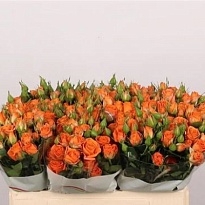 Роза кустовая Picanto дл.50 10шт