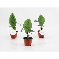 Алоказия Скальпрум d6 h10 20шт