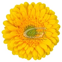 Гербера Submarine 25 шт