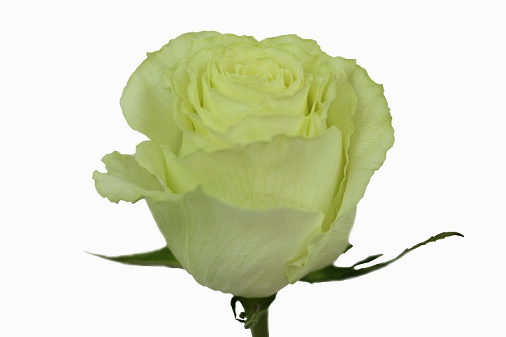 Роза Sofi Farms S.a.s Lemonade дл.70 25шт