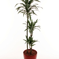 Драцена Рики 3Д d24 h110 1шт