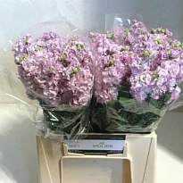 Маттиола Iron Cherry Blossom 10шт