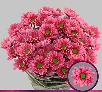 Хризантема кустовая Resq Cherry 5шт