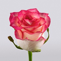 Роза Jumilia (Ц) дл.60 10шт